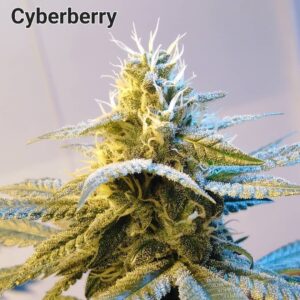 Cyberberry