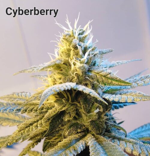 Cyberberry