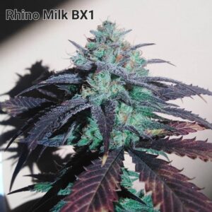 Rhino Milk BX1